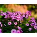 Meike Vollformat Objektiv 50mm F1.8 AF STM Autofokus Portrait für Sony E-Mount Kameras